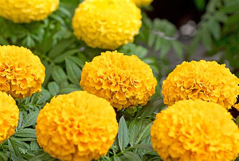 The Best Types of Marigolds for Colorful Flowers and Keeping Bugs Away