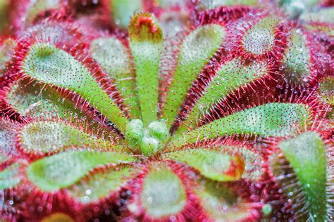 Carnivorous Sundew Plant - Drosera 4k Ultra HD Wallpaper and Background ...