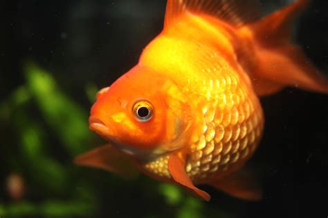 Dropsy in Fish: Causes, Symptoms & Treatment