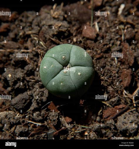 Peyote cactus Lophophora williamsii, or Mescal button. used as a ...