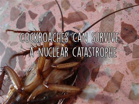 How Do Cockroaches Survive | Roach | cockroach | Insect