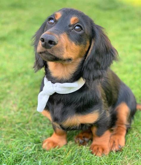 Collection 100+ Pictures Pictures Of Long Haired Dachshunds Latest