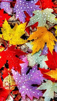 Fall Backgrounds 2019 by Fallleaves In 2019 Herbst Hintergrund Bl 228 Tter Tapeten Fall Backgrounds 2019