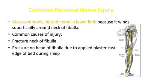 ANATOMY OF SCIATIC NERVE AND FOOT DROP | PPTX