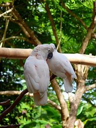 Image result for Birds Hugging