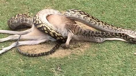 Python Frisst Eine Anakonda 的图像结果