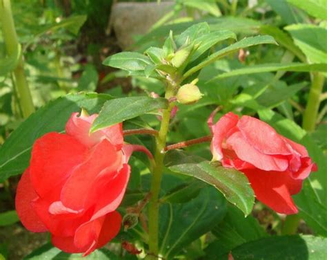 Image result for Norma Chaveta Polegadas
