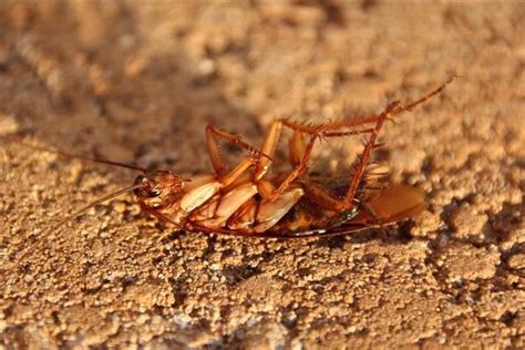 如何区分公蟑螂和母蟑螂?