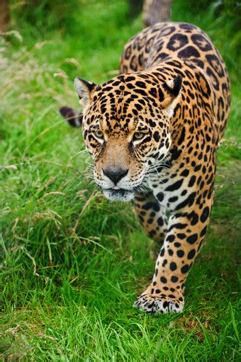 Cheetah Yawn | Animals, Animals beautiful, Wild cats