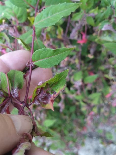 Preventing Common Diseases Of Fuchsias And Saving Your Garden