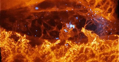 High Resolution Microscope Cell 的图像结果