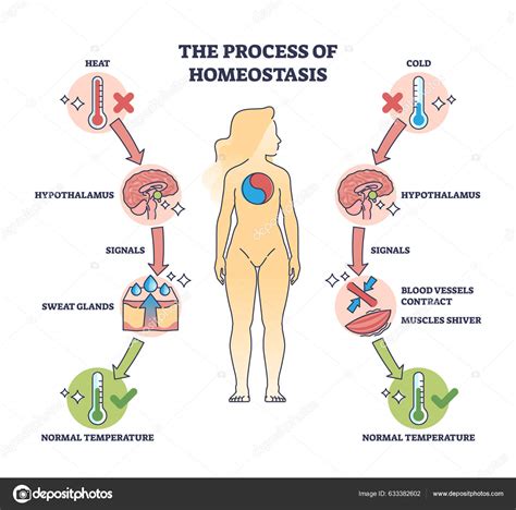 Processo Homeostase Como Diagrama Contorno Regulação Temperatura Corpo Humano Explicação Vetor ...