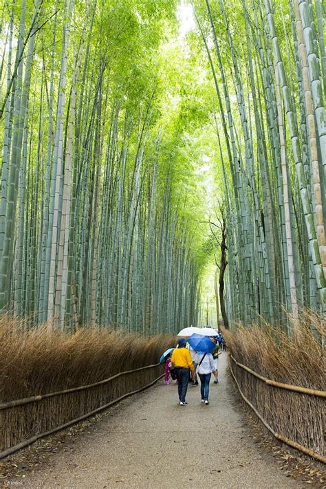 Arashiyama, Nara Park, and Fushimi Inari Shrine Day Tour (From Osaka ...