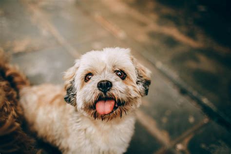 Full Grown Shih Poo: Essential Care Tips & Needs