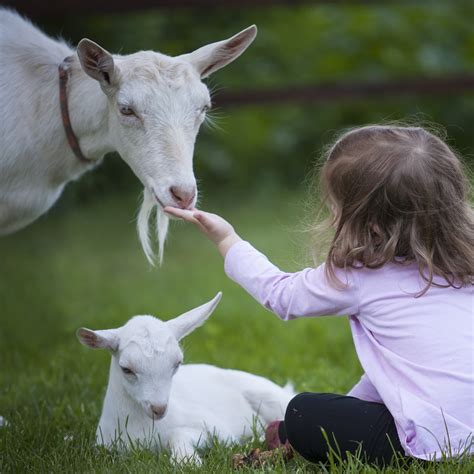 A Beginner's Guide to Goat Ownership Everything You Need to Know for a – GN Ltd