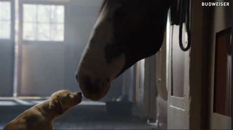 Budweiser Dog Commercial 的图像结果