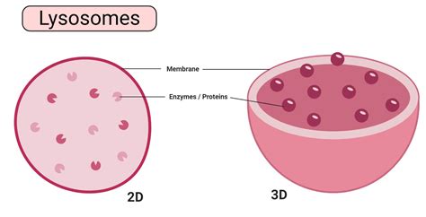 Lysosomes: Structure, Functions, Diagram