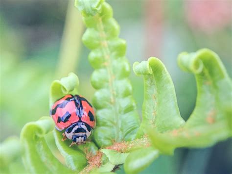 Asian Lady Beetle Bite Symptoms | 18 Bug Bites And How To Identify Them ...