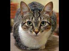 shorthair cat shorthair cat characteristics price shorthair cat shorthair cat characteristics price