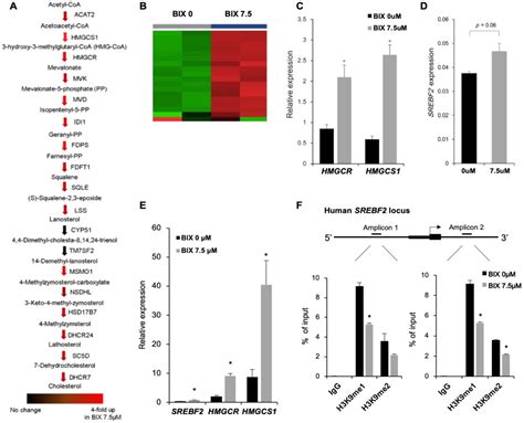 EHMT2 Inhibition Induces Cell Death in Human Non-Small Cell Lung Cancer ...