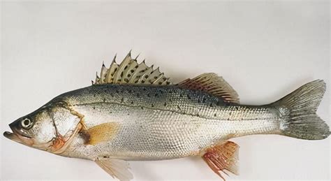 海鲈鱼与河鲈鱼区别，淡水鲈鱼和海鲈鱼的营养价值-528时尚