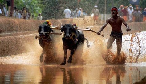 I Am A Black South Indian Who Tamed the Black Buffalo