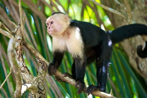 Capuchin monkey | Primate Behavior & Diet | Britannica