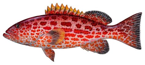 Image result for Normal Phase Grouper