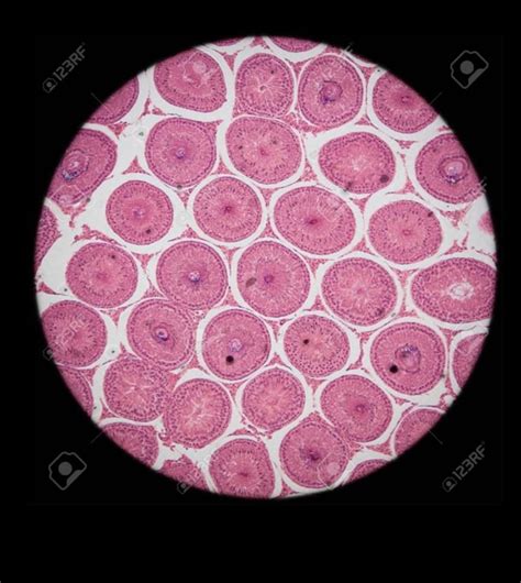 Ts of blastula under microscope - Brainly.in