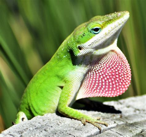 The 8 Types of ANOLES Found in Florida! (ID Guide) - Bird Watching HQ