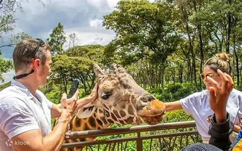 Haller Park Wildlife Encounter & Giraffes Feeding Excursion Mombasa ...