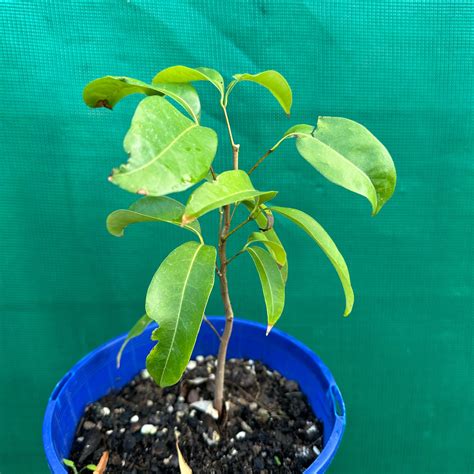 Lychee - Litchi chinesis - Edible Jungle Nursery