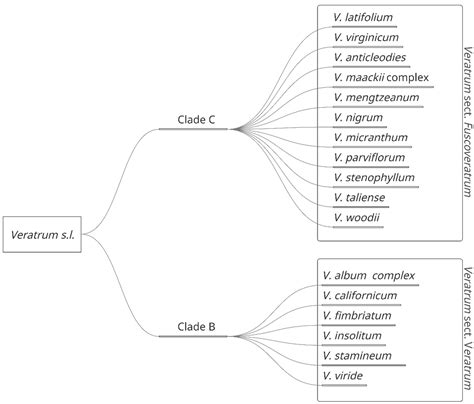 Veratrum parviflorum: An Underexplored Source for Bioactive Steroidal ...