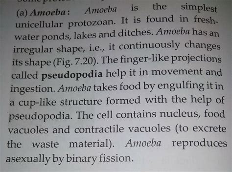 write a few lines about the amoeba protozoa and paramecium protozoa ...