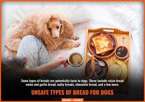 Is White Bread Bad For My Dog at Brenda Edmonds blog