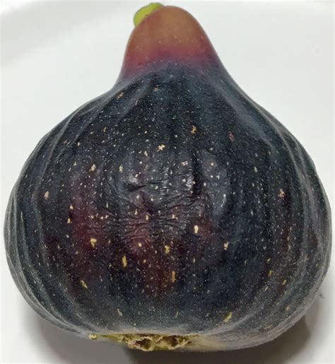 Fig Database®: Madeira Island Black