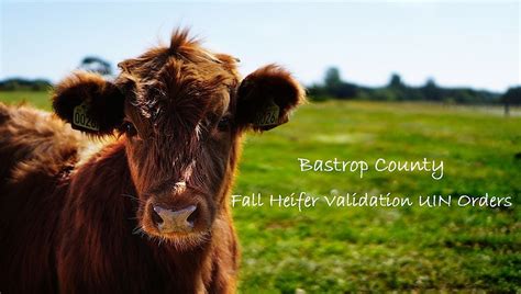 2025-2026 Bastrop County Fall Heifer Validation, Bastrop Area Livestock ...