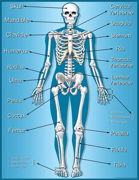 Human Anatomy Bone Chart - Free Printable Worksheet