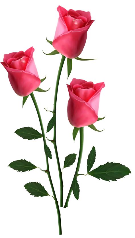 Pink flowers Rose - Beautiful Transparent Pink Roses PNG Clipart ...