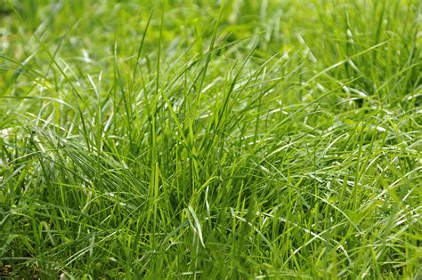 Tall Fescue Grass: Care and Growing Guide