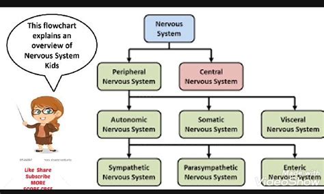 Image result for Nervous System Classification