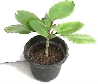 KUMUBON Bryophyllum Pinnatum/Patharchatta Plant Price in India - Buy ...