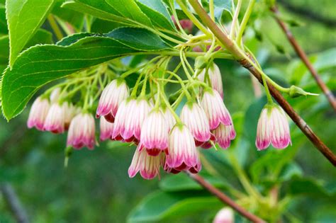 サラサドウダン に対する画像結果