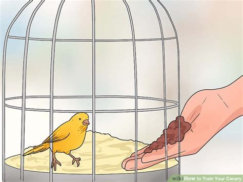 Image result for Canary Training Tips