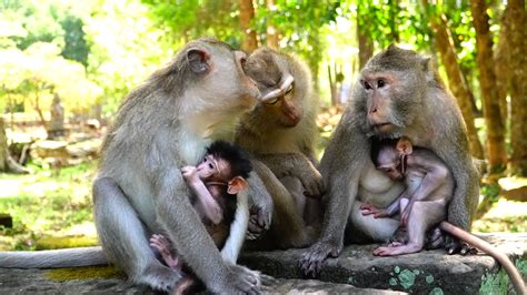 Image result for Monkey Falling Off Tree