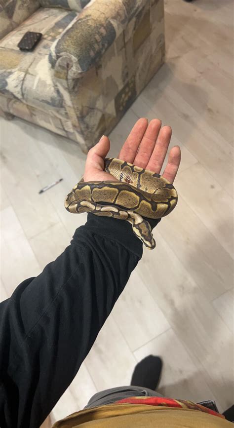 Image result for Fancy Ball Python