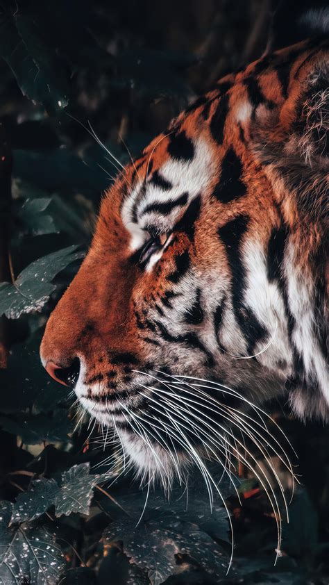 Animal Wallpapers Full Screen