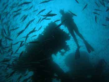 Image result for HMAS Perth Wreck Dive