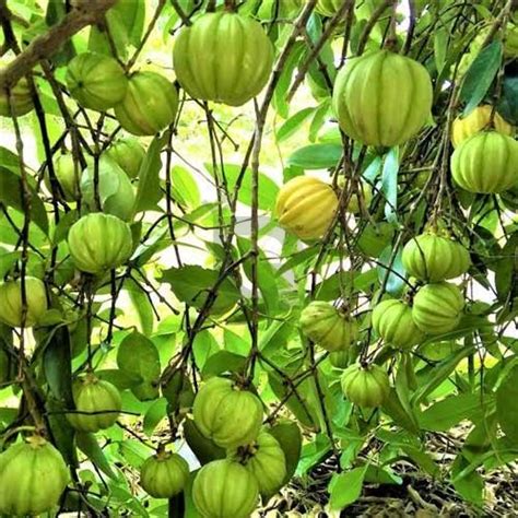 Malabar Tamarind Kudampuli Grafted Live Plant – Garcinia Cambogia ...