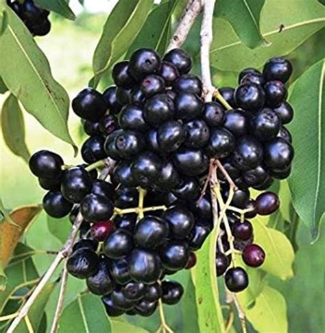 Buy Jamun Plant Online | Jamun Plant